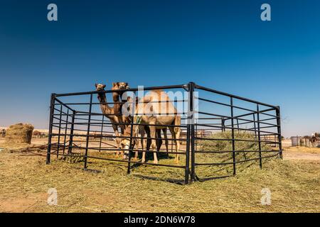 Gruppo di cammelli nel deserto di al-Sarar, ARABIA SAUDITA. Foto Stock