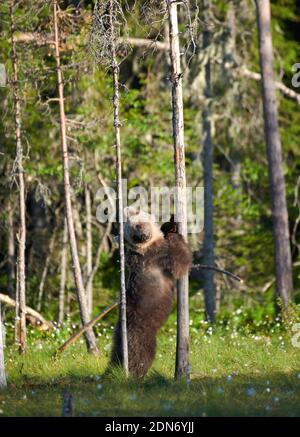 Giovane orso bruno europeo (Ursus arctos) in piedi e abbracciando un albero in palude nella Finlandia nord-orientale alla fine di giugno 2018. Foto Stock