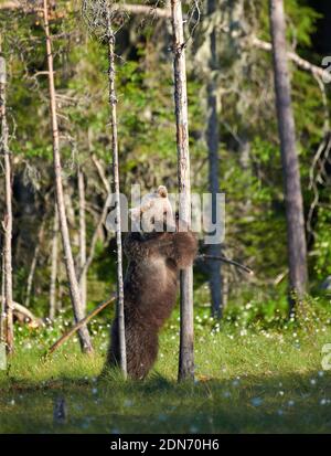 Giovane orso bruno europeo (Ursus arctos) in piedi e abbracciando un albero in palude nella Finlandia nord-orientale alla fine di giugno 2018. Foto Stock