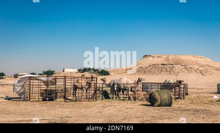 Gruppo di cammelli nel deserto di al-Sarar, ARABIA SAUDITA. Foto Stock