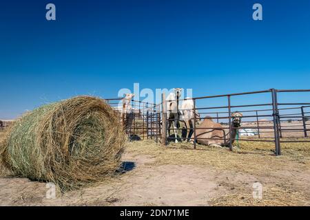 Gruppo di cammelli nel deserto di al-Sarar, ARABIA SAUDITA. Foto Stock