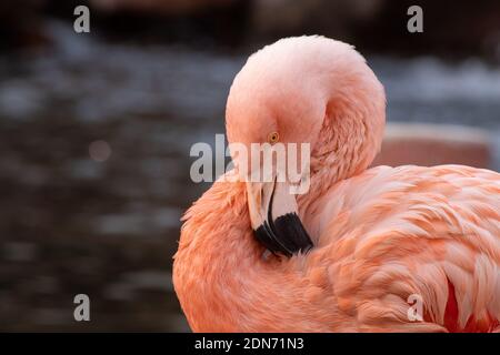 Flamingo preening in primo piano. Il fenicottero è uno tenuto dal Flamingo Hotel e casinò a Las Vegas nel loro cortile. Foto Stock