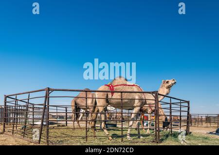 Gruppo di cammelli nel deserto di al-Sarar, ARABIA SAUDITA. Foto Stock