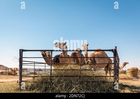 Gruppo di cammelli nel deserto di al-Sarar, ARABIA SAUDITA. Foto Stock