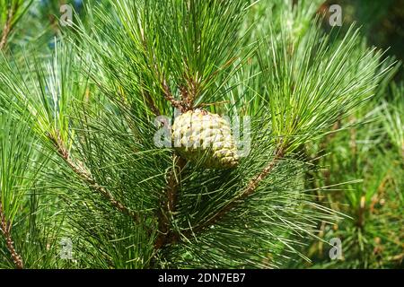 Pino Monterey, Pinus radiata, ramo con coni Foto Stock