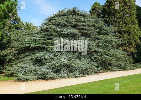 Il cedro deodar, cedro deodara sempreverde albero conifero Foto Stock