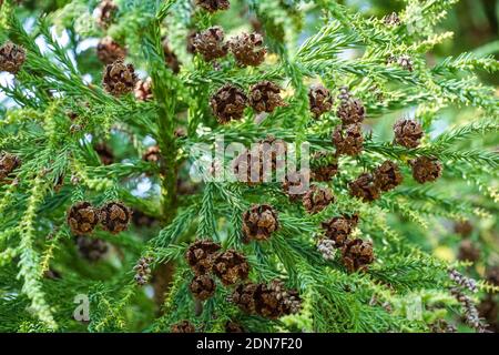 Cedro giapponese, redwood giapponese, Cryptomeria japonica, ramo con coni Foto Stock