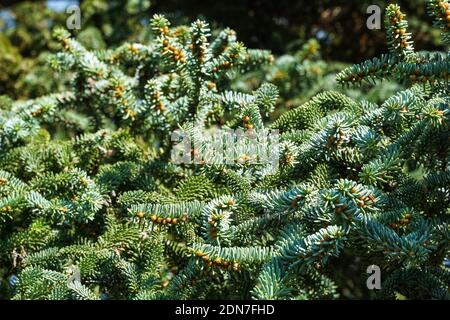 Fogliame di un abete spagnolo, Abies pinsapo Foto Stock