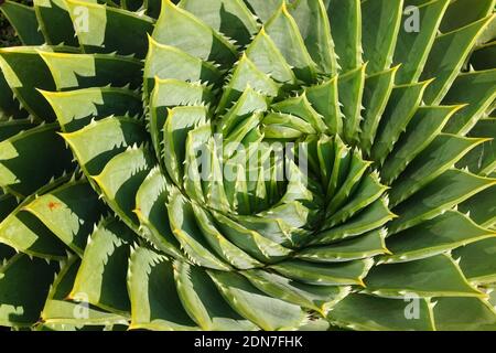 La spirale aloe Aloe polyphylla pianta sempreverde succulente Foto Stock