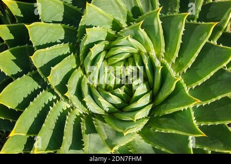 La spirale aloe Aloe polyphylla pianta sempreverde succulente Foto Stock