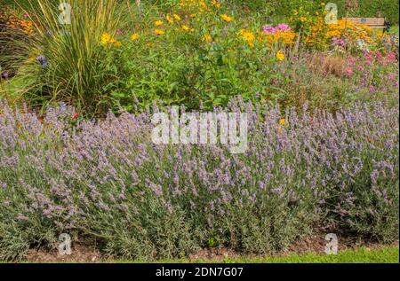 Lavandula Lavanda Munstead in fiore che cresce lungo il bordo di Un confine erbaceo in estate UN arbusto perenne sempreverde che il gelo è duro Foto Stock