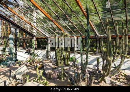Piante succulente serra presso il Cambridge University Botanic Garden di Cambridge Cambridgeshire Inghilterra Regno Unito Regno Unito Foto Stock
