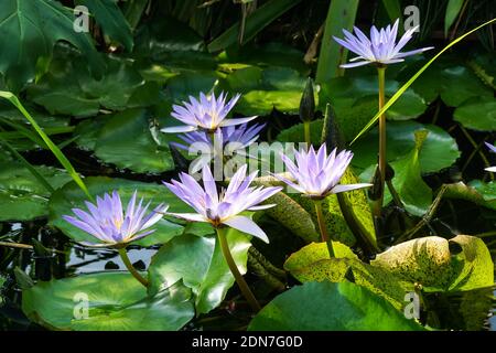 Loto blu, giglio d'acqua blu, fiori tropicali di piante di giglio d'acqua Foto Stock