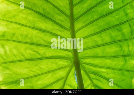 Indietro foglia verde illuminata, primo piano texture sfondo Foto Stock