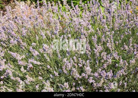 Lavandula Lavanda Munstead in fiore che cresce lungo il bordo di Un confine erbaceo in estate UN arbusto perenne sempreverde che il gelo è duro Foto Stock