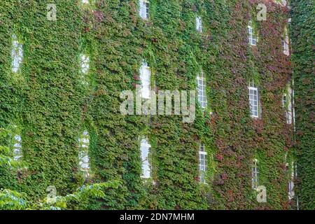 Ivy cresce su un edificio universitario a Cambridge, Cambridgeshire Inghilterra Regno Unito Foto Stock