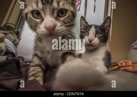 Un'immagine ravvicinata di un paio di cuccioli appena adottati. Foto Stock