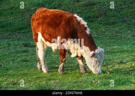 Hereford mucca pascolando su un pascolo, Cambridgeshire Inghilterra Regno Unito Regno Unito Foto Stock