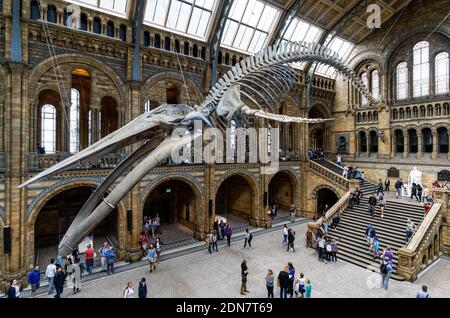 La sala Hintze con blue di scheletro di balena nel Museo di Storia Naturale di Londra England Regno Unito Regno Unito Foto Stock