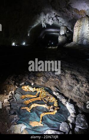 Ricostruzione di uno scheletro di orso caverna, in una grotta in Romania. Foto Stock
