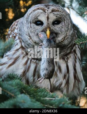 Un gufo Barred che mangia un gufo appena catturato per il suo pranzo. Il Barred Owl, latino Strix varia, in genere caccia piccoli animali di notte; tuttavia, è più attivo durante il giorno che altri gufi. Foto Stock