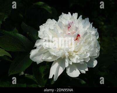 Peonia Festiva Maxima. Doppia bianca peonia fiore. Paeonia lactiflora (Cinese peonia o giardino comune peonia). Foto Stock