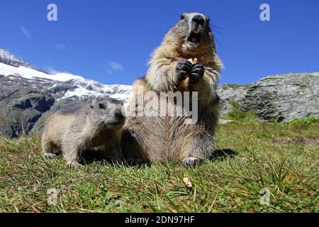 Una madre marmotta con il suo bambino curioso marmotta nel Alte montagne dell'Austria Foto Stock