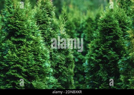Northern white-cedar (Thuja occidentalis) trees in tree nursery Foto Stock