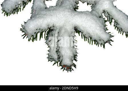 Ramo di abete nella neve - closeup di un abete Ramo isolato su fondo bianco - Nordmann Fir (Abies nordmanniana) Foto Stock