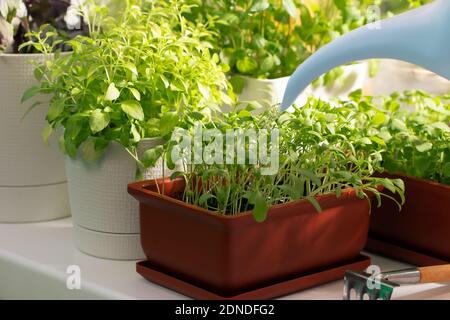 Annaffiatura di verdure commestibili in pentole sul davanzale. Coltivare verdi sani della vitamina a casa. Foto Stock