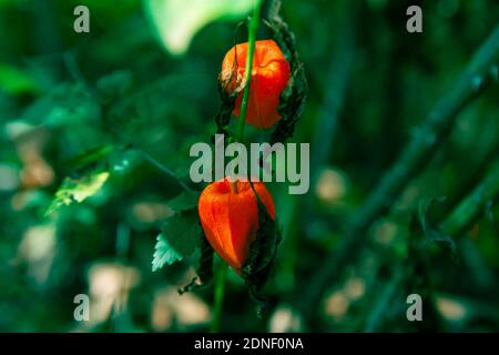 Chinese Lanterns plants at Green Nature Foto Stock