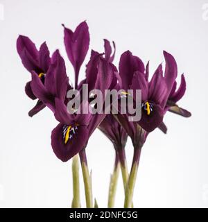 Iris reticolare, Våriris (Iris reticulata) Foto Stock