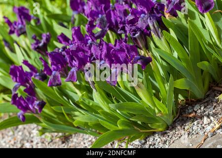 Iris nano, Dvärgiris (Iris pumila) Foto Stock