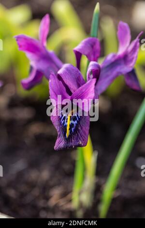 Iris reticolare, Våriris (Iris reticulata) Foto Stock