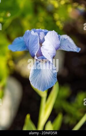 "Blu Denim " Iris nana, Dvärgiris (Iris pumila) Foto Stock