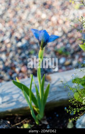 "Blu Denim " Iris nana, Dvärgiris (Iris pumila) Foto Stock