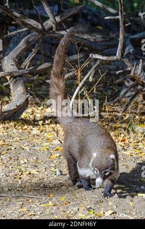 Bianco-coati dal naso (Nasua narica) Foto Stock