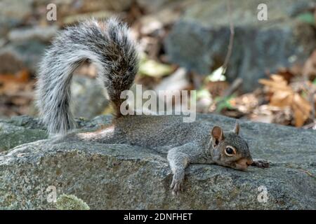 Arizona Grey Squirrel (Sciurus arizonensis) Foto Stock