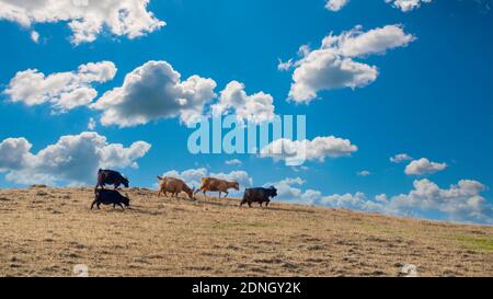 Goats graze on top of hill Stock Photo