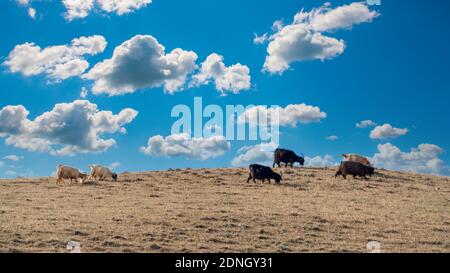 Goats graze on top of hill Stock Photo