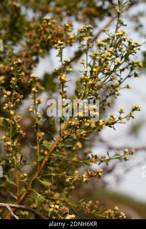 Bianco balsaminato fiorire, Coyote Bush, Baccharis Pilularis, Asteraceae, arbusto nativo, Ballona Freshwater Marsh, Southern California Coast, Autunno. Foto Stock