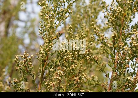 Bianco balsaminato fiorire, Coyote Bush, Baccharis Pilularis, Asteraceae, arbusto nativo, Ballona Freshwater Marsh, Southern California Coast, Autunno. Foto Stock