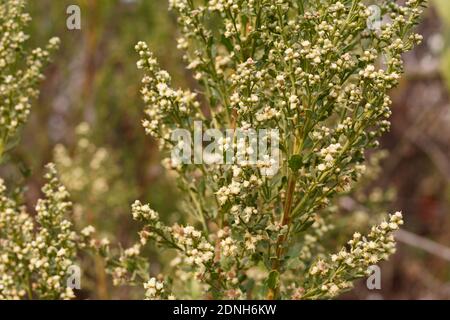 Bianco balsaminato fiorire, Coyote Bush, Baccharis Pilularis, Asteraceae, arbusto nativo, Ballona Freshwater Marsh, Southern California Coast, Autunno. Foto Stock