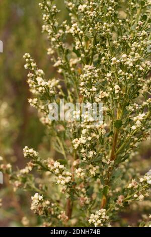 Bianco balsaminato fiorire, Coyote Bush, Baccharis Pilularis, Asteraceae, arbusto nativo, Ballona Freshwater Marsh, Southern California Coast, Autunno. Foto Stock