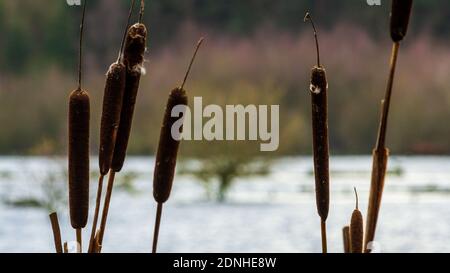 Autumn landscape with reeds, nature background with dry reed grass Foto Stock