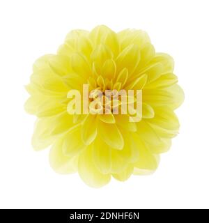 fiore giallo dahlia isolato su sfondo bianco Foto Stock