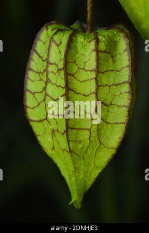 Primo piano di pygmy groundcherry (physalis) capsulati frutta. Foto Stock