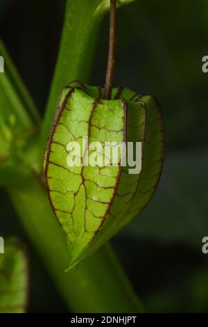 Primo piano di pygmy groundcherry (physalis) capsulati frutta. Foto Stock