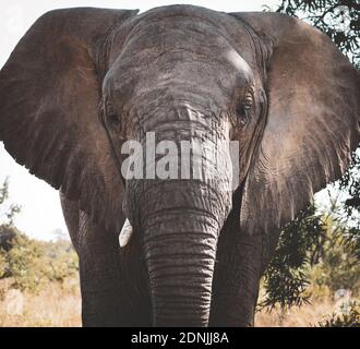 Primo piano foto di una bella testa di elefante Foto Stock