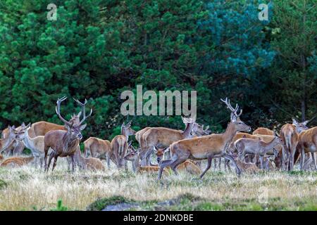Cervus elaphus (Cervus elaphus). Lo stag dominante non tollera altri maschi e allontana qualsiasi concorrente. Danimarca Foto Stock